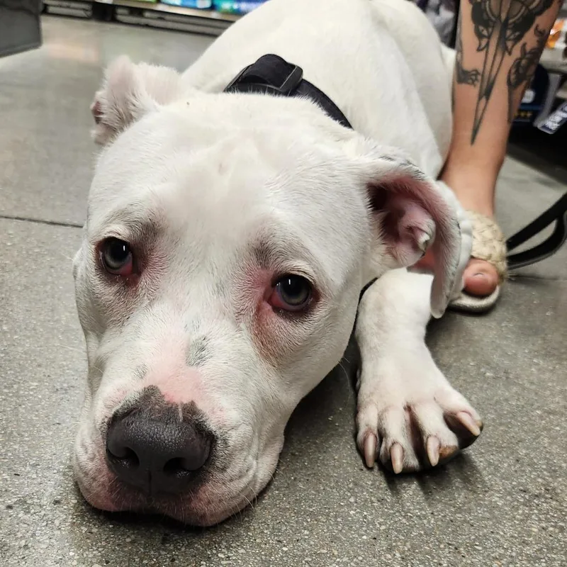 A young medium-sized male White / Cream Pit Bull Terrier dog named Quartz Werner for adoption in Las Vegas, NV