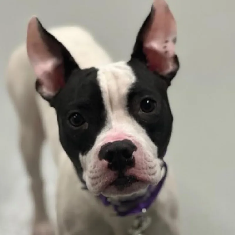 A young medium-sized female White / Cream Boston Terrier dog named Jolene for adoption in Jersey City, NJ