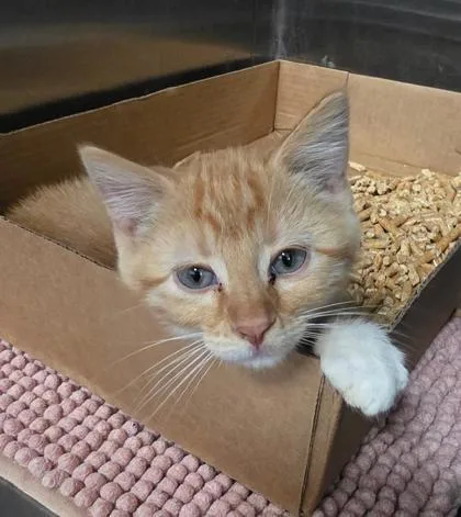 A baby small-sized male Domestic Short Hair cat named Eddie for adoption in Clinton, MO