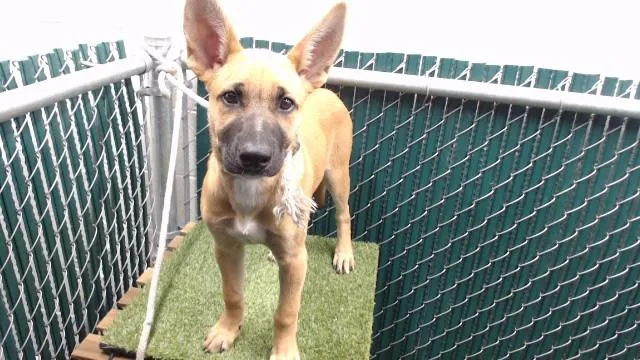 A baby medium-sized female German Shepherd Dog dog named Princess for adoption in Downey, CA