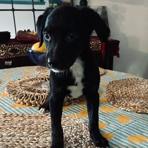 A baby small-sized female Black Flat-Coated Retriever dog named Bela for adoption in Staten Island, NY