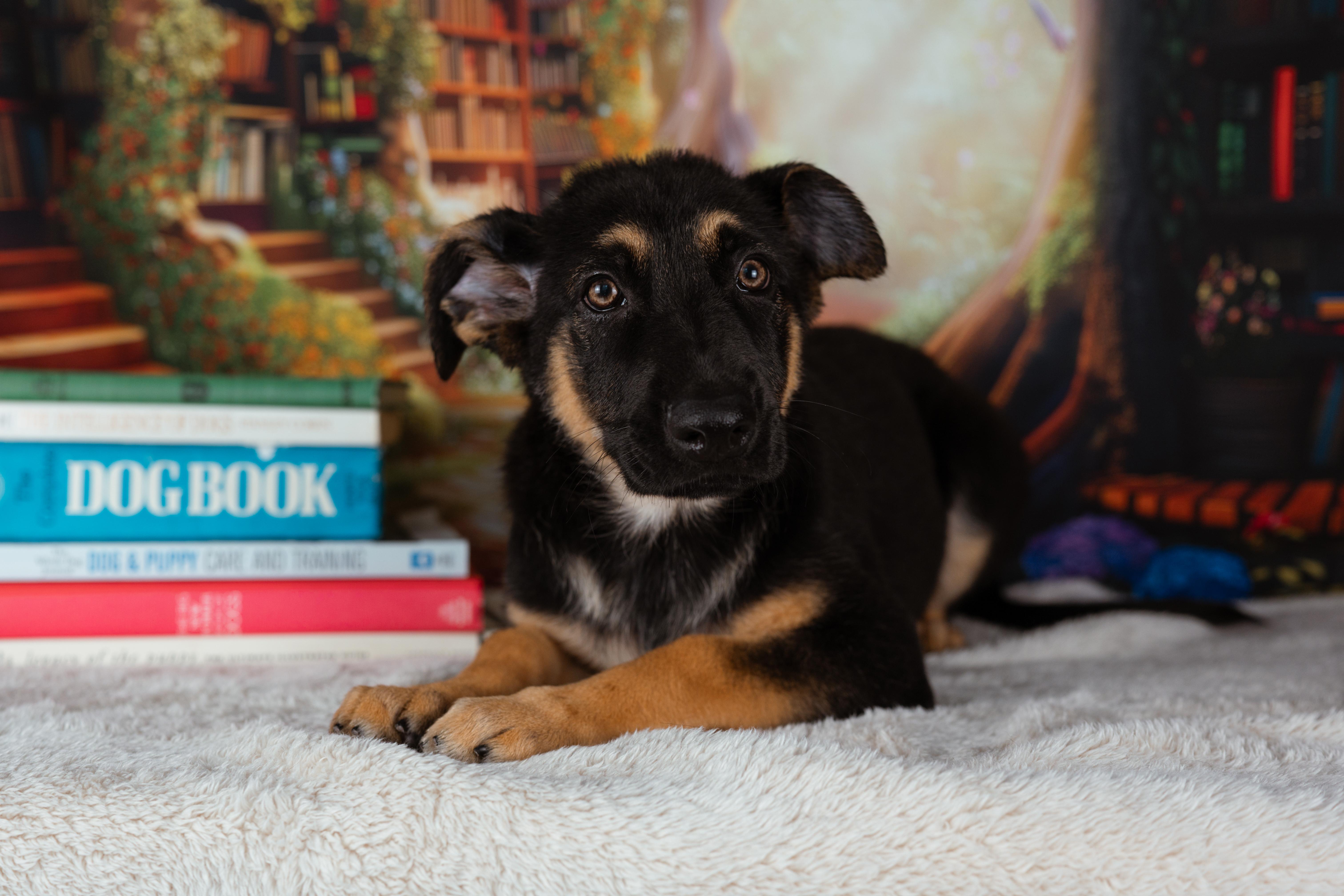 A baby large-sized male German Shepherd Dog dog named Paddington for adoption in Avon, CT