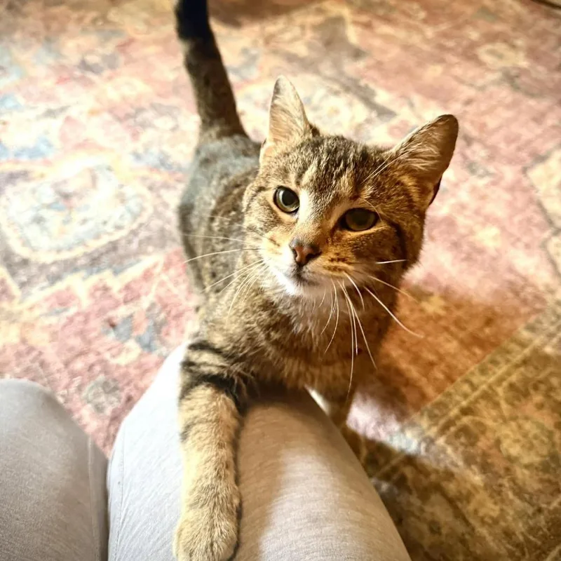 An adult medium-sized female Domestic Short Hair cat named Dulcinea for adoption in Ashtabula, OH