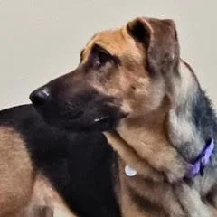 An adult large-sized female Yellow / Tan / Blond / Fawn German Shepherd Dog dog named Sky for adoption in Green Valley, AZ