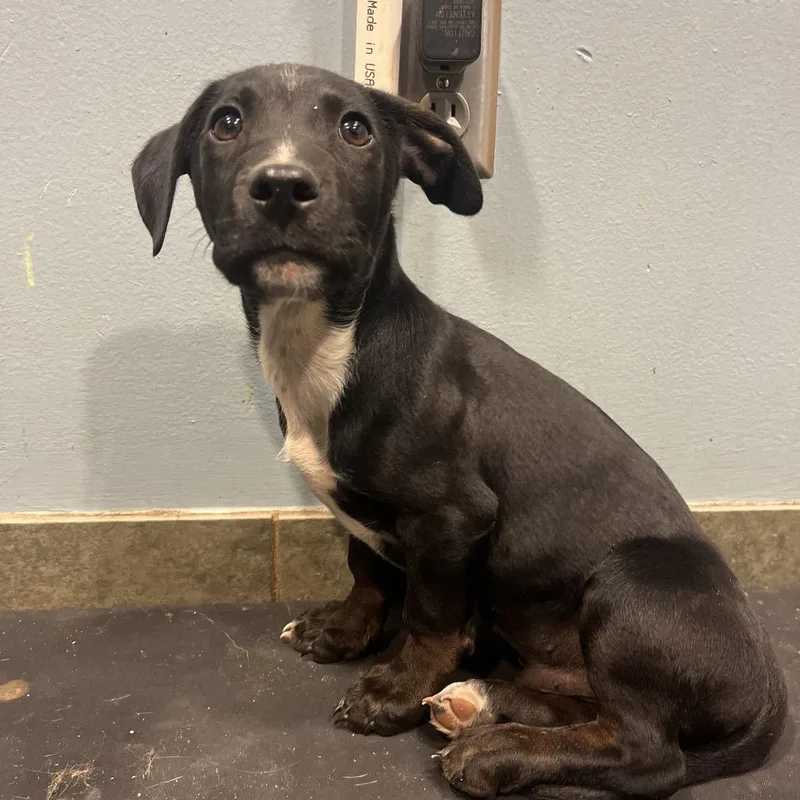 A baby small-sized male Black Mixed Breed dog named Warthog for adoption in Chattanooga, TN