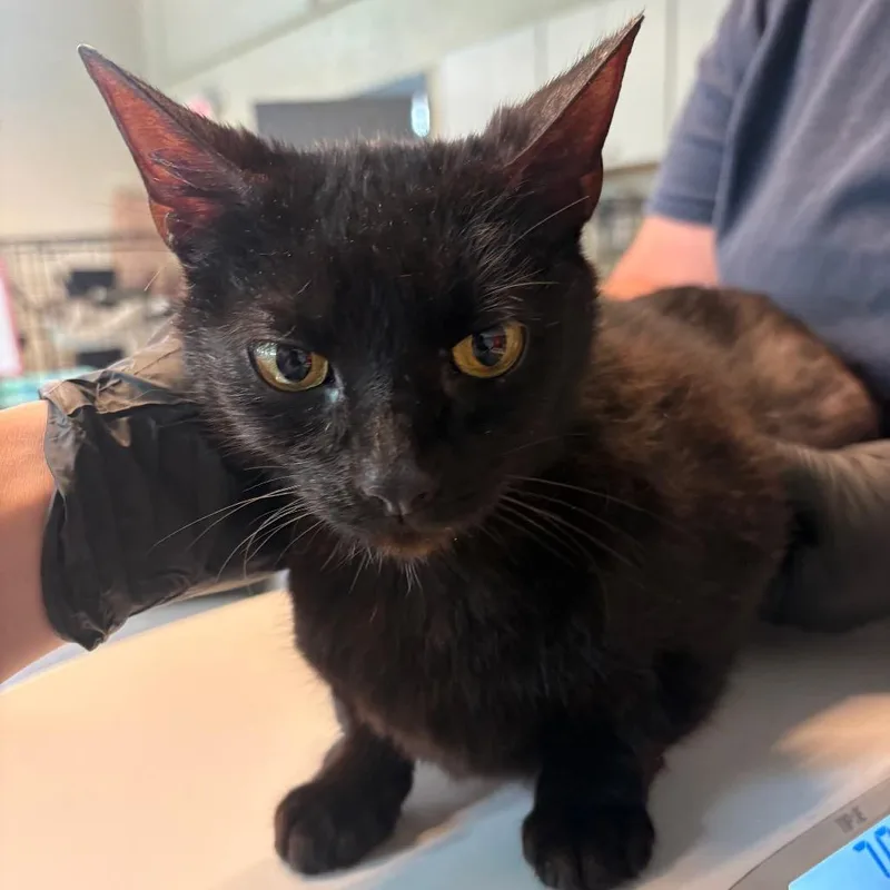 A senior medium-sized female Black Domestic Short Hair cat named Tabitha for adoption in Huntington, WV