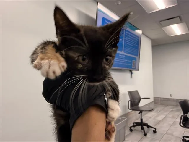 A baby small-sized female Domestic Short Hair cat named Cinnamon for adoption in Charlotte, NC