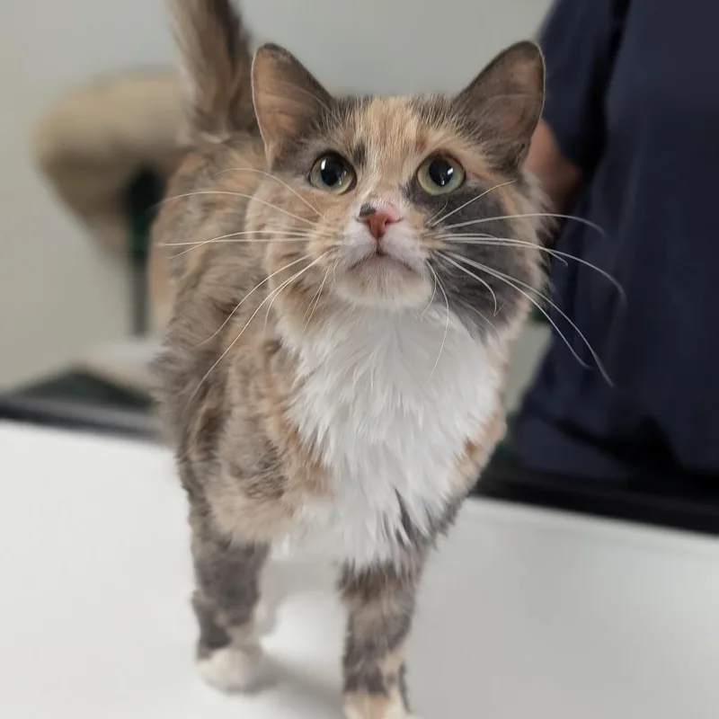 A young medium-sized female Domestic Long Hair cat named Violet for adoption in Canton, IL