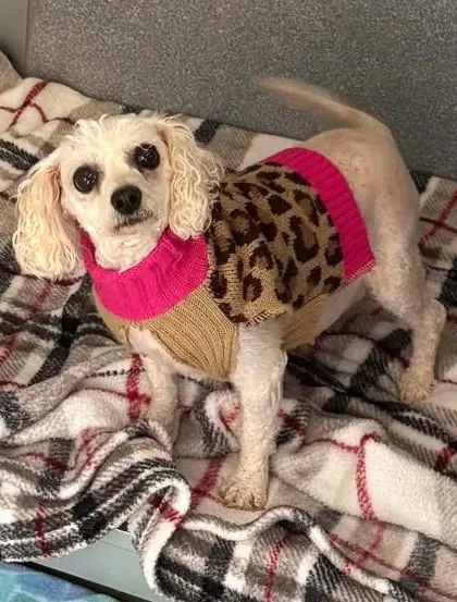 An adult small-sized female Miniature Poodle dog named Castor for adoption in Waupaca, WI
