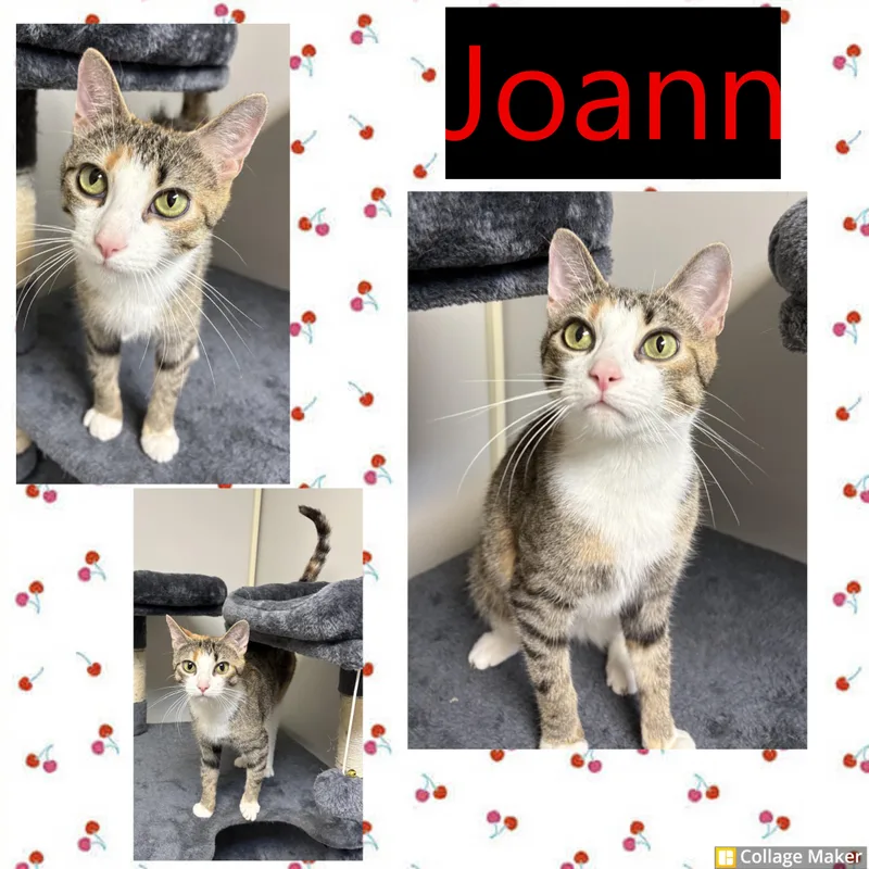 An adult medium-sized female Domestic Short Hair cat named Joann for adoption in Clearfield, PA