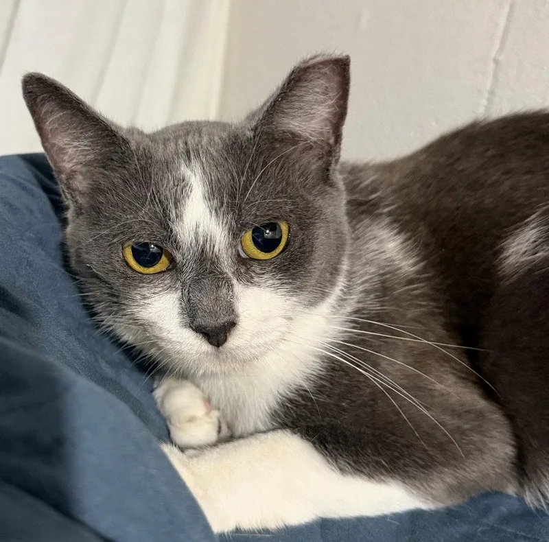 An adult medium-sized female Gray & White Domestic Short Hair cat named Ava for adoption in Cuyahoga Falls, OH