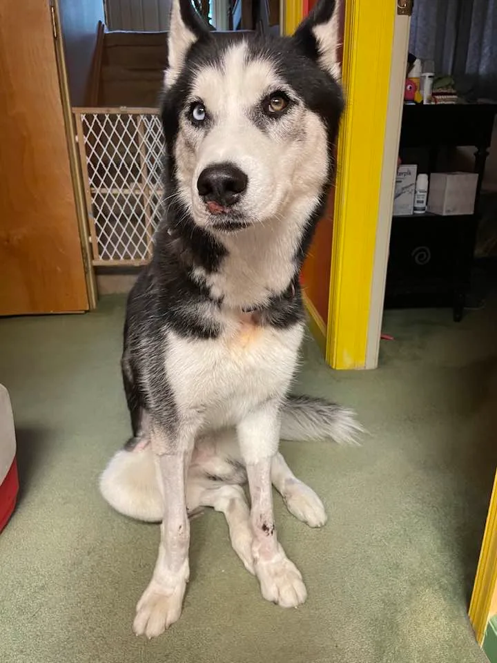 Sir Charles thumbnail 2