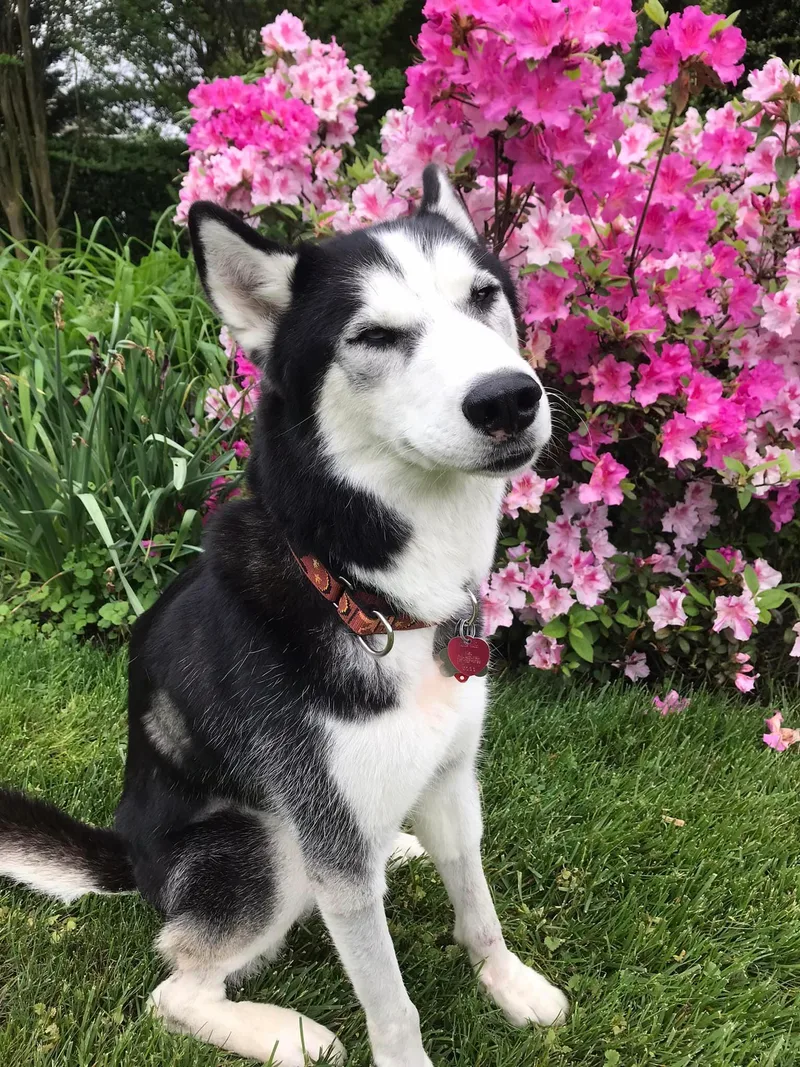 Sir Charles thumbnail 4