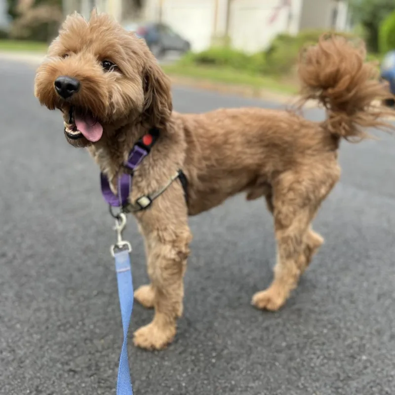 An adult small-sized male Miniature Poodle dog named Pluto for adoption in Falls Church, VA