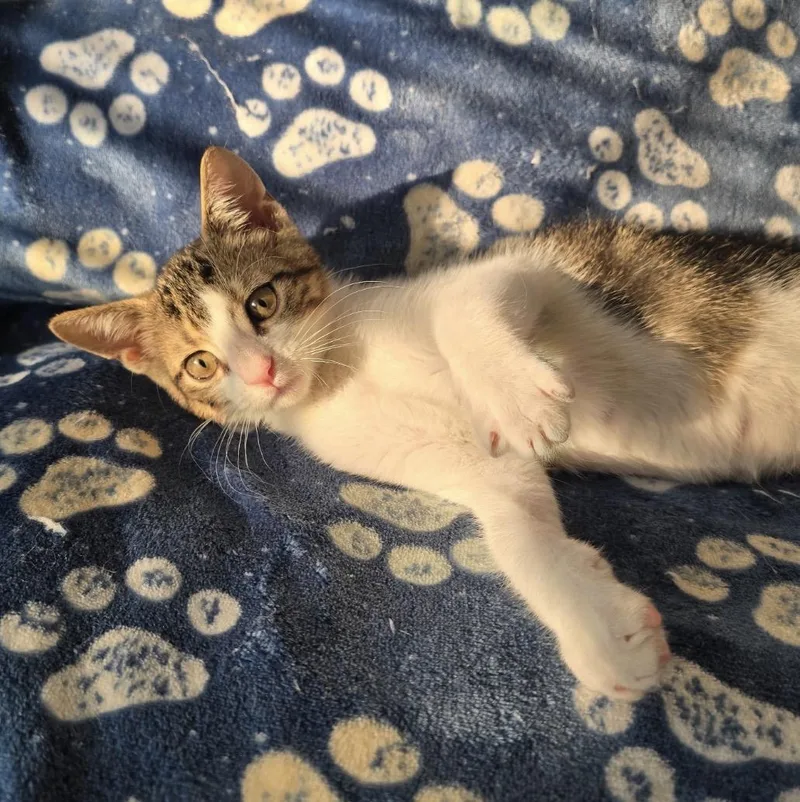 A baby small-sized male White Domestic Short Hair cat named Kai for adoption in Spotswood, NJ