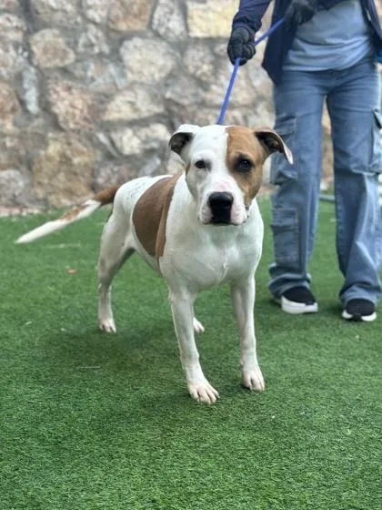 An adult medium-sized male Mixed Breed dog named Spencer for adoption in El Paso, TX