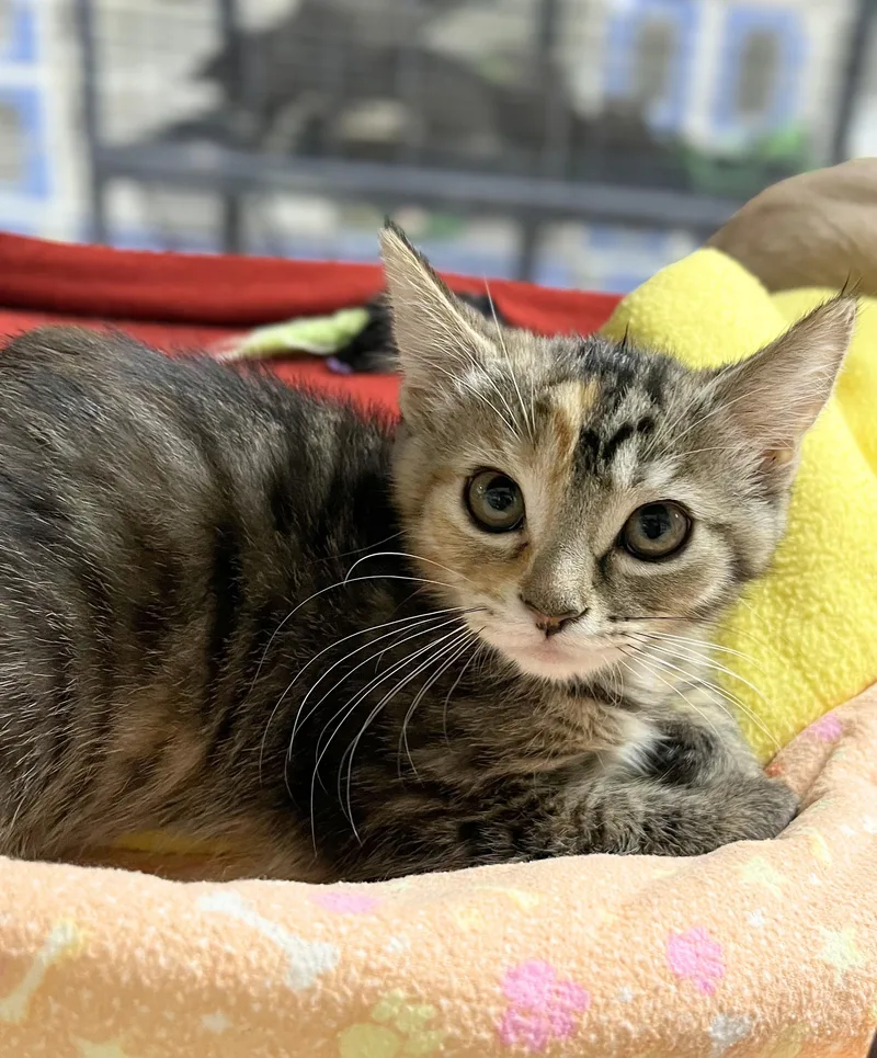 A baby medium-sized female Tabby (Brown / Chocolate) Domestic Short Hair cat named Tofu for adoption in Seville, OH