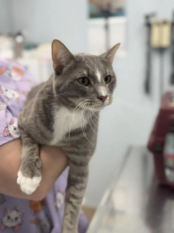 A young medium-sized male Tabby (Gray / Blue / Silver) Domestic Short Hair cat named Whalen Chicgo for adoption in Chicago, IL