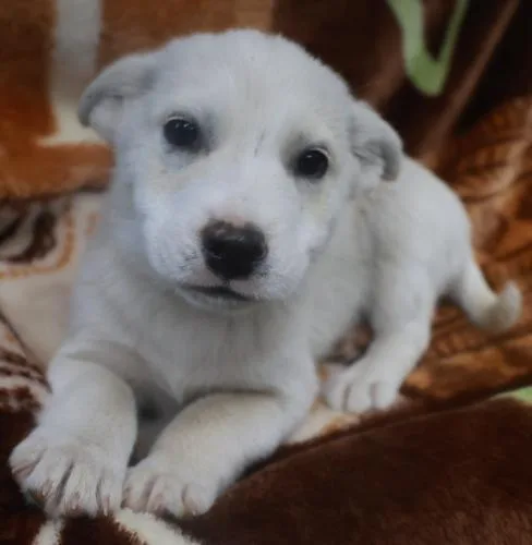 A baby medium-sized male Shepherd dog named Tate for adoption in Thief River Falls, MN