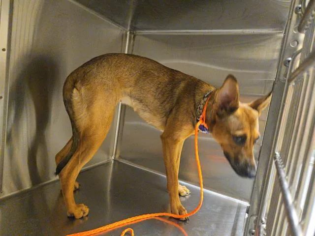 A young medium-sized female German Shepherd Dog dog named Epona for adoption in Tustin, CA