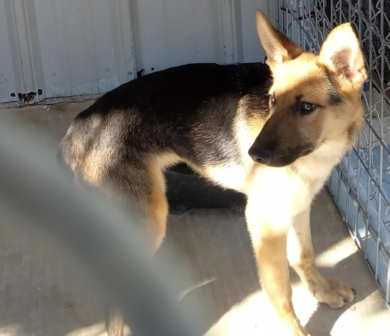 An adult small-sized female German Shepherd Dog dog named Sidney for adoption in Brownwood, TX