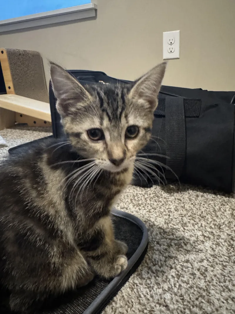 A baby medium-sized male Tabby (Brown / Chocolate) Domestic Short Hair cat named Kiwi for adoption in Farmington, MN