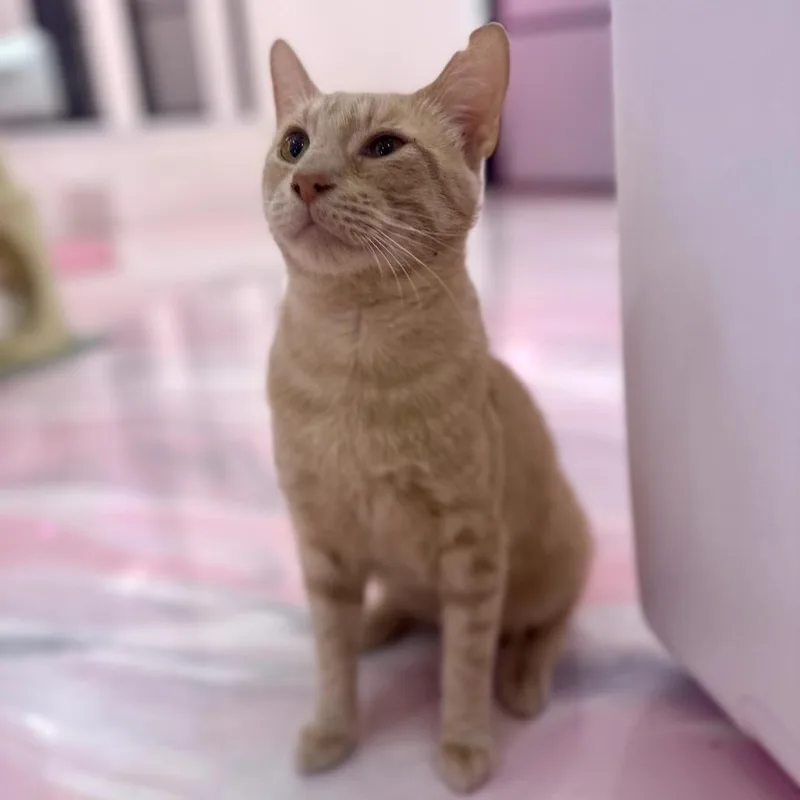 An adult large-sized male Orange / Red Domestic Short Hair cat named Ringo for adoption in Forest Park, IL