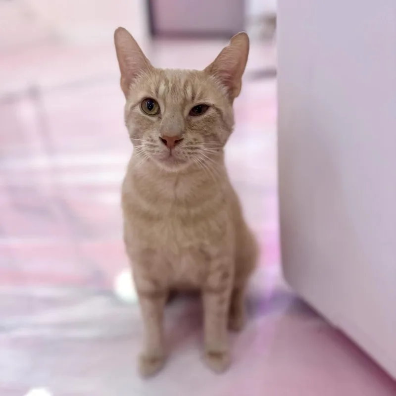 Ringo thumbnail 2