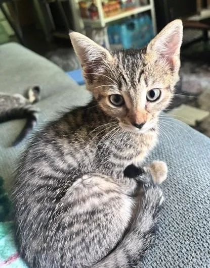 A baby medium-sized female Domestic Short Hair cat named B Ray for adoption in Windsor, CT