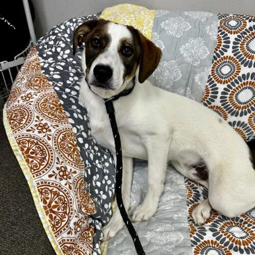 A young medium-sized male Bicolor Hound dog named River Albania for adoption in Rockaway, NJ