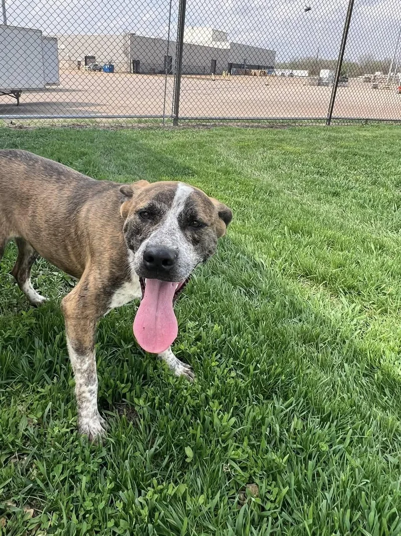 An adult medium-sized male Mixed Breed dog named Wyatt for adoption in Davenport, IA