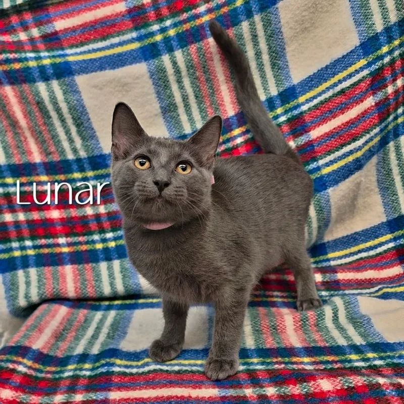 A baby small-sized female Domestic Short Hair cat named Lunar for adoption in Parkersburg, WV