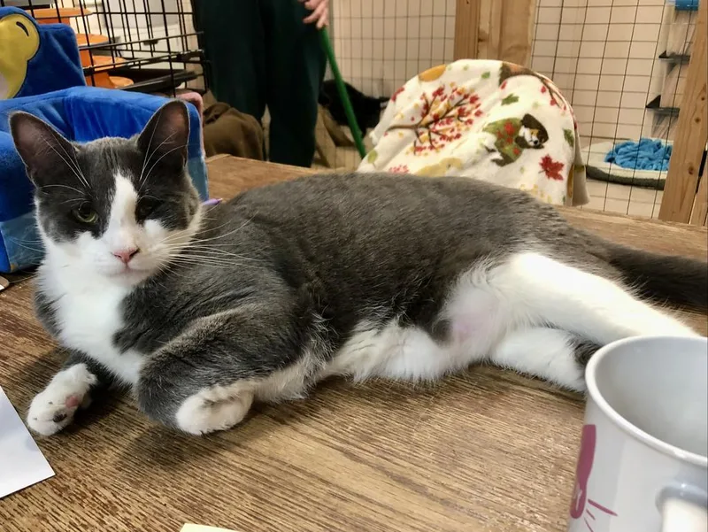 An adult small-sized male Domestic Short Hair cat named Pigeon K for adoption in Sherwood, OR