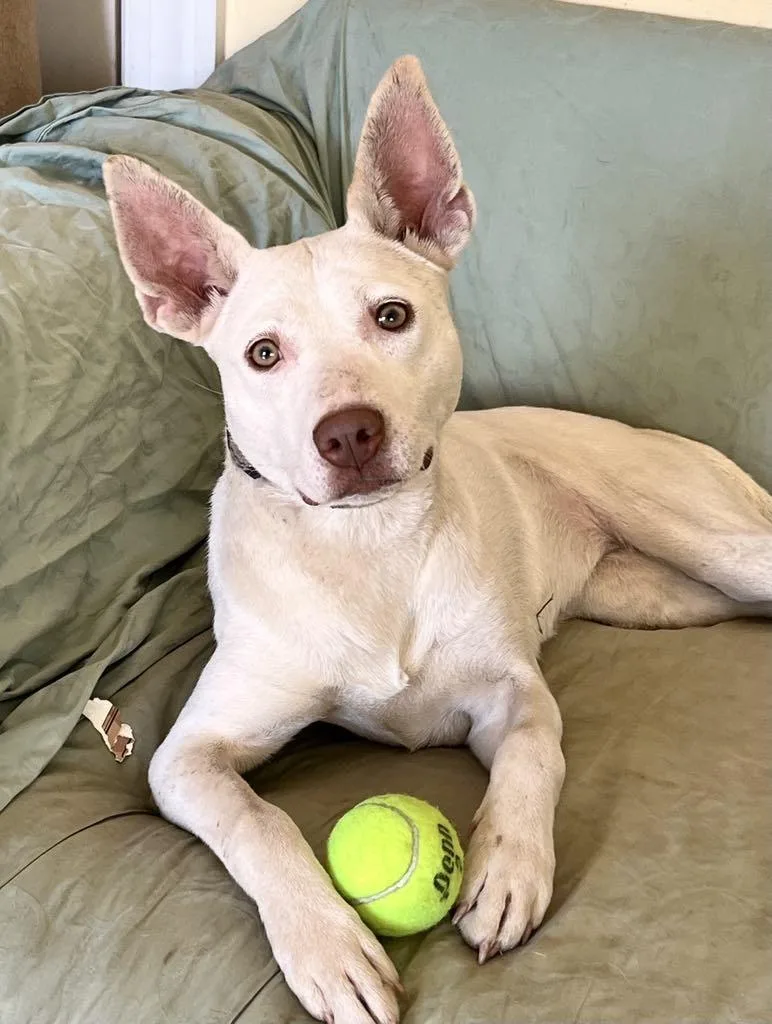 A young medium-sized female White / Cream Terrier dog named China for adoption in Calera, AL