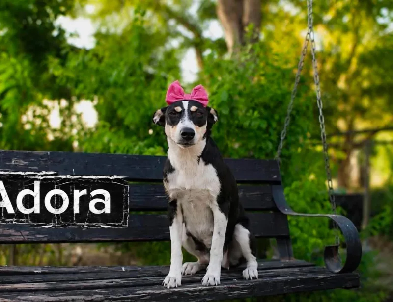 Adora