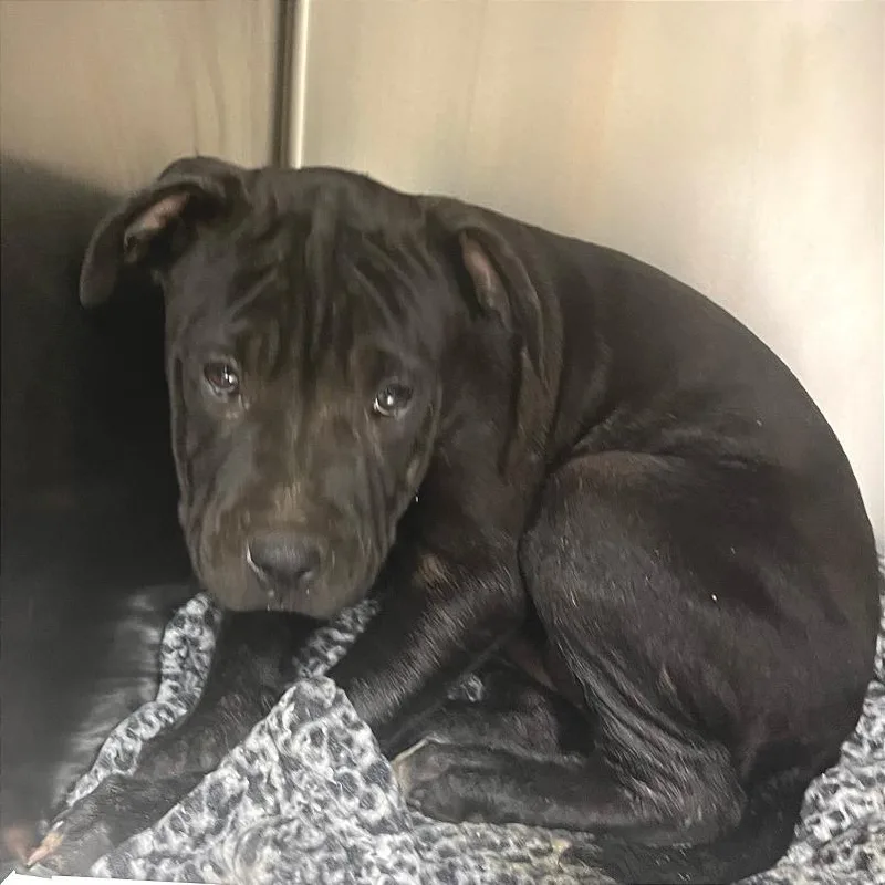 A young small-sized female Black Mixed Breed dog named Oakley for adoption in Chattanooga, TN