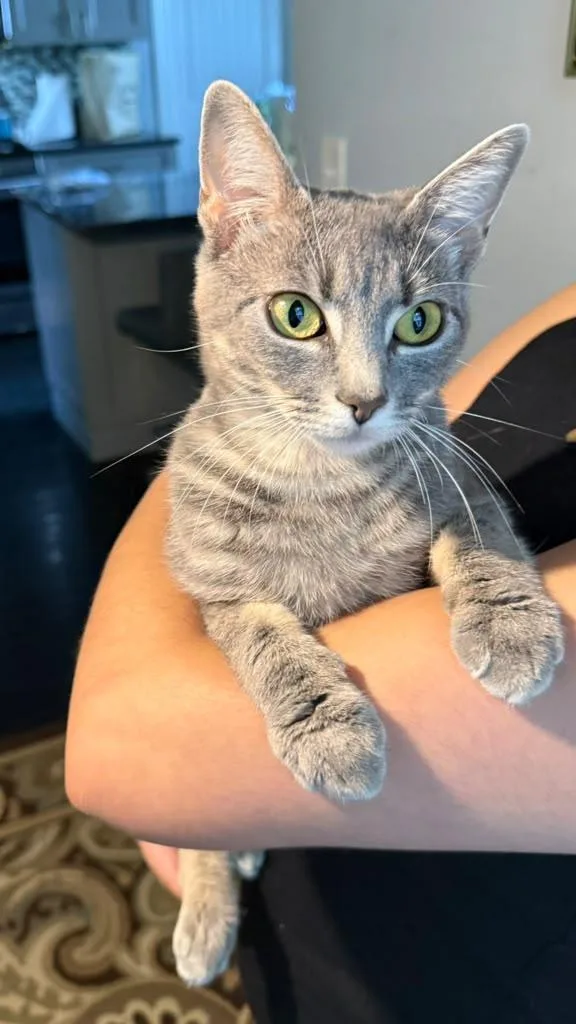 A young medium-sized female Tabby (Gray / Blue / Silver) American Shorthair cat named Caramella for adoption in Highland Park, NJ
