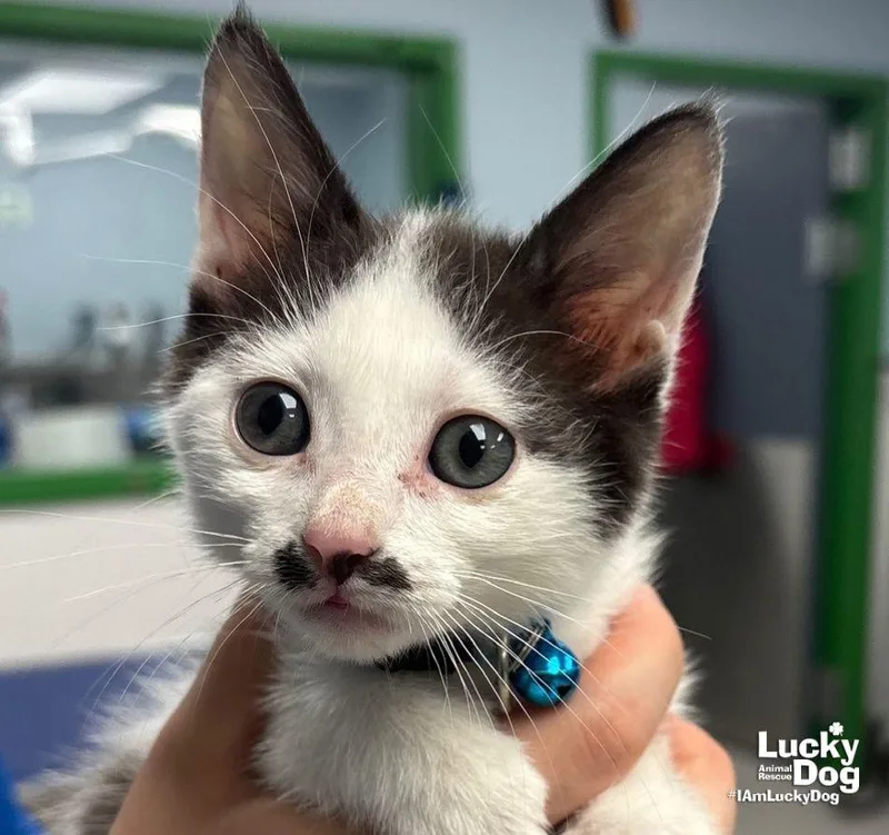 A baby medium-sized female Black & White / Tuxedo Domestic Short Hair cat named Charleen for adoption in Washington, DC