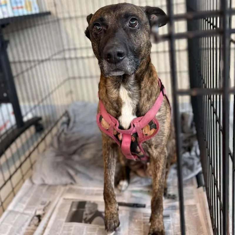 Tiny Tim thumbnail 6