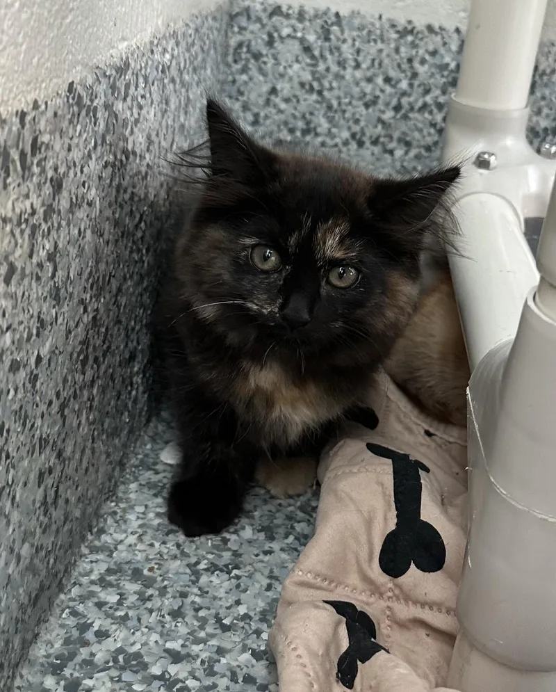 A baby medium-sized female Domestic Medium Hair cat named Chex Mix for adoption in Manassas, VA