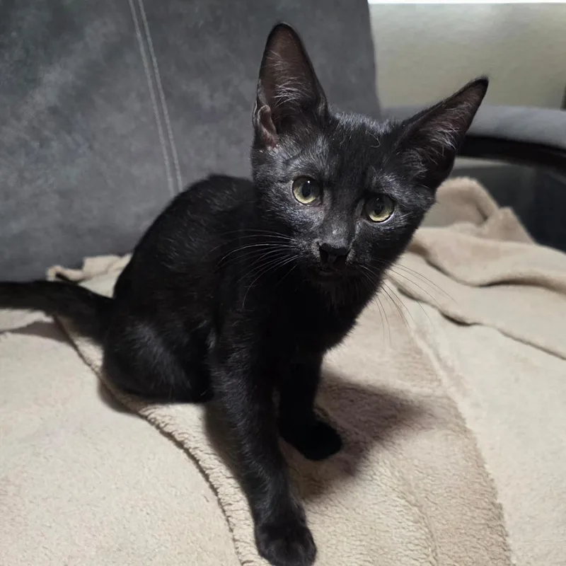 A young medium-sized female Black Domestic Short Hair cat named Cordoba for adoption in Litchfield Park, AZ