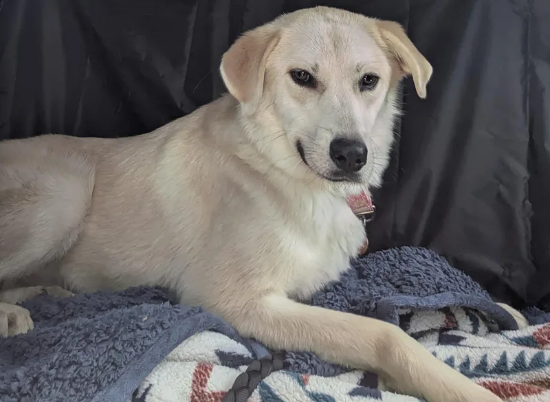 A young medium-sized female White / Cream Labrador Retriever dog named Dory for adoption in Chattanooga, TN
