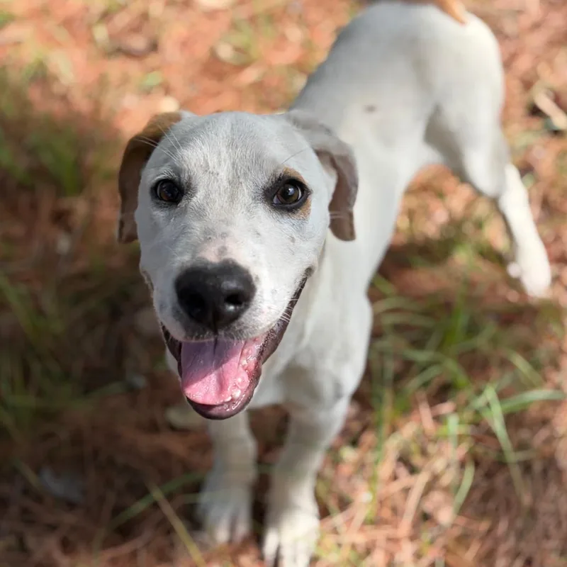 A young medium-sized male Mixed Breed dog named Pongo for adoption in Lufkin, TX