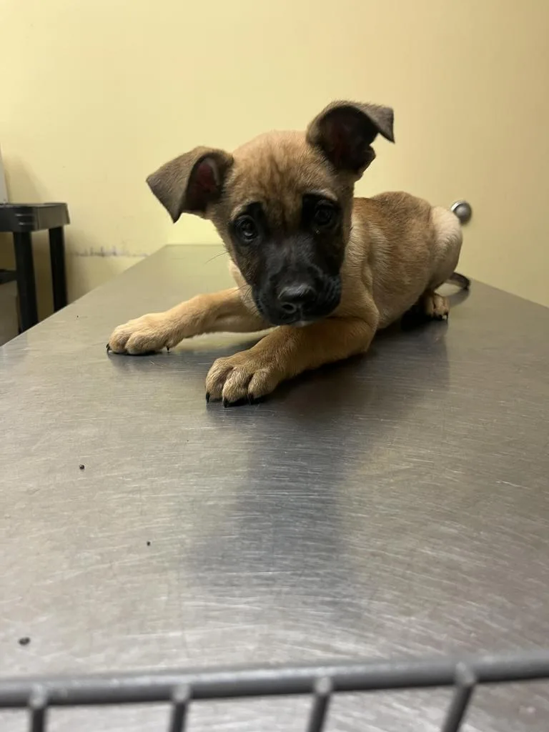 A baby medium-sized male Mixed Breed dog named Ultra for adoption in Florence, SC