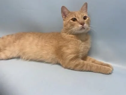 An adult small-sized male Domestic Short Hair cat named Sol for adoption in Golden Valley, MN