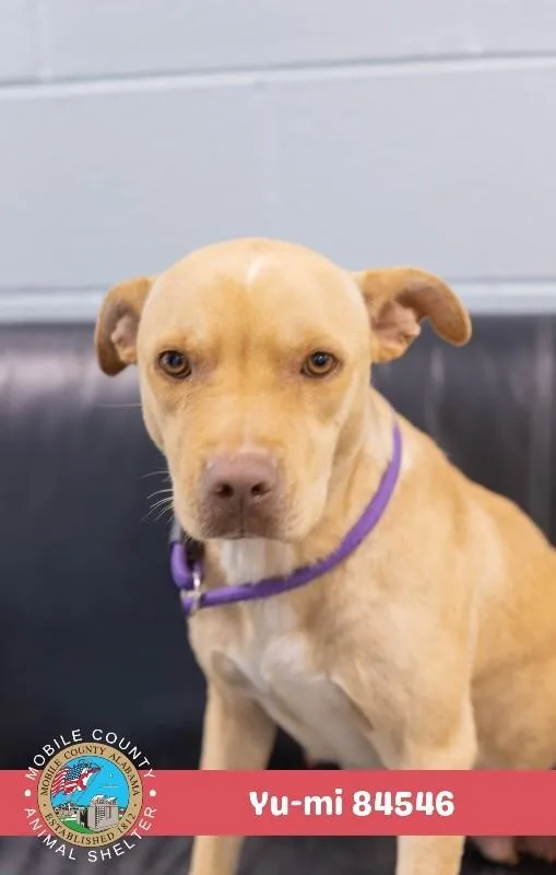 An adult medium-sized female Yellow / Tan / Blond / Fawn Yellow Labrador Retriever dog named Yumi for adoption in Mobile, AL