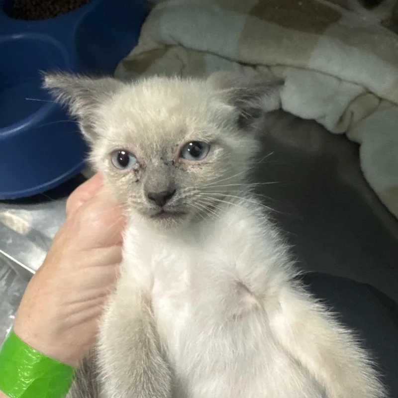 A baby small-sized male White Siamese cat named Borden for adoption in Lake Jackson, TX
