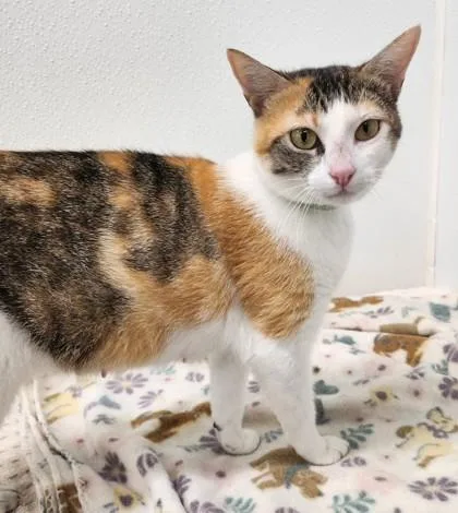 An adult medium-sized female Domestic Short Hair cat named Eustacia for adoption in West Chester, PA