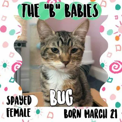 A baby small-sized female Tabby (Brown / Chocolate) Domestic Short Hair cat named Bug for adoption in Salida, CA