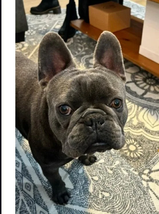 An adult medium-sized male French Bulldog dog named Doug for adoption in Dublin, OH